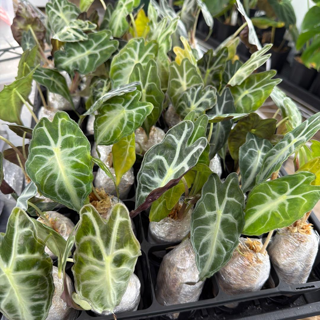アロカシア ヴェノム Alocasia 'Venom' sサイズセット