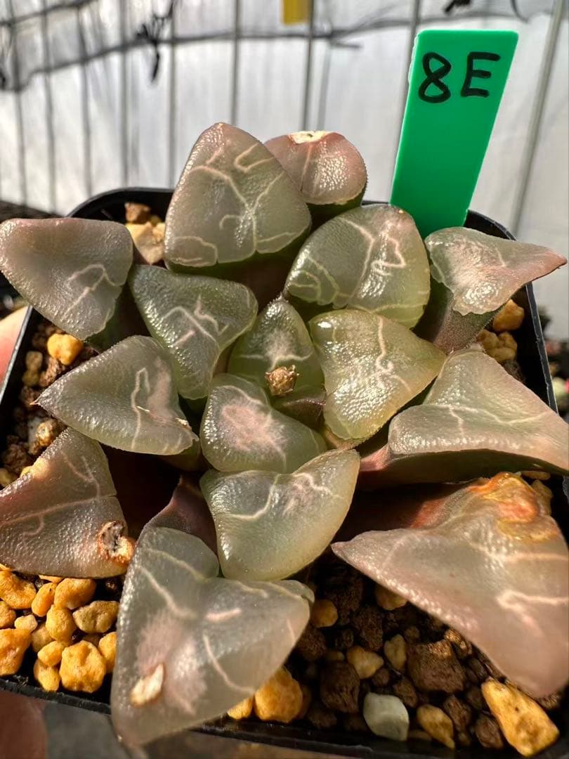 8E 多肉植物 ハオルチア 雲窓コレクタ実生