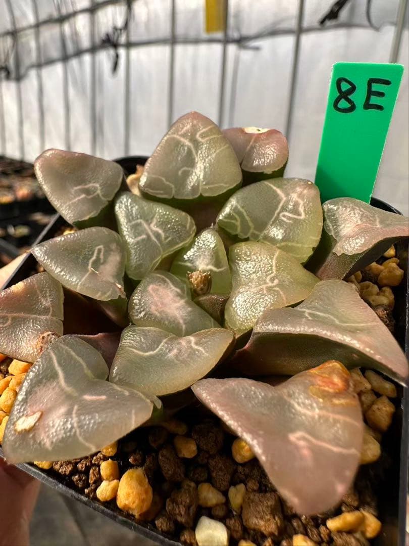 8E 多肉植物 ハオルチア 雲窓コレクタ実生