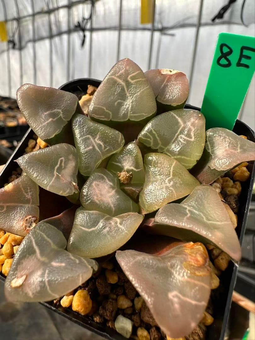 8E 多肉植物 ハオルチア 雲窓コレクタ実生