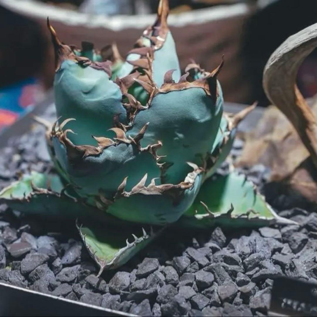 チタノタブルー　超選抜実生　子株出品（画像4枚目以降が出品株）