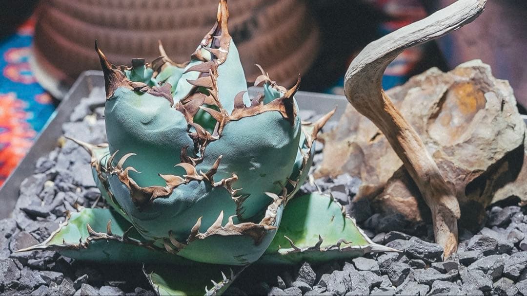 チタノタブルー　超選抜実生　子株出品（画像4枚目以降が出品株）