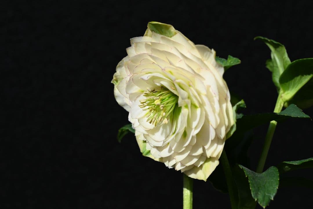 クリスマスローズ　認定ホワイトアフロディーテ　メビウス交配最新花　加藤農園