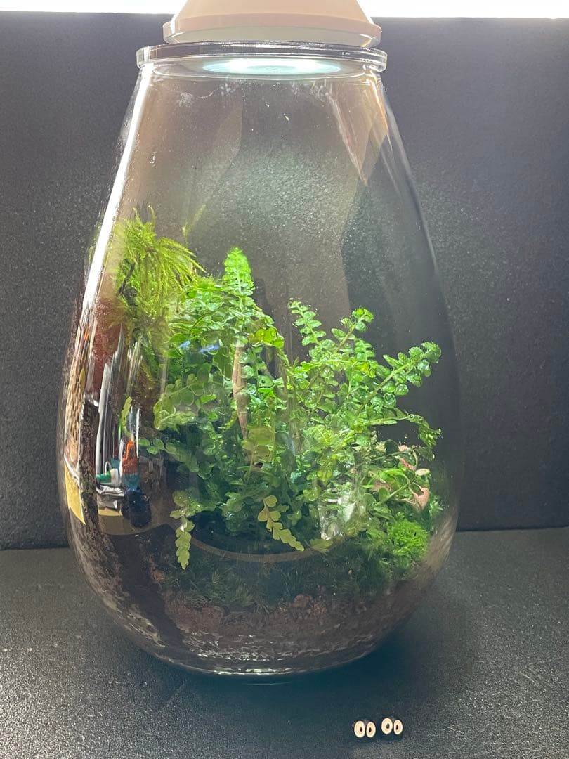 苔テラリウム　②