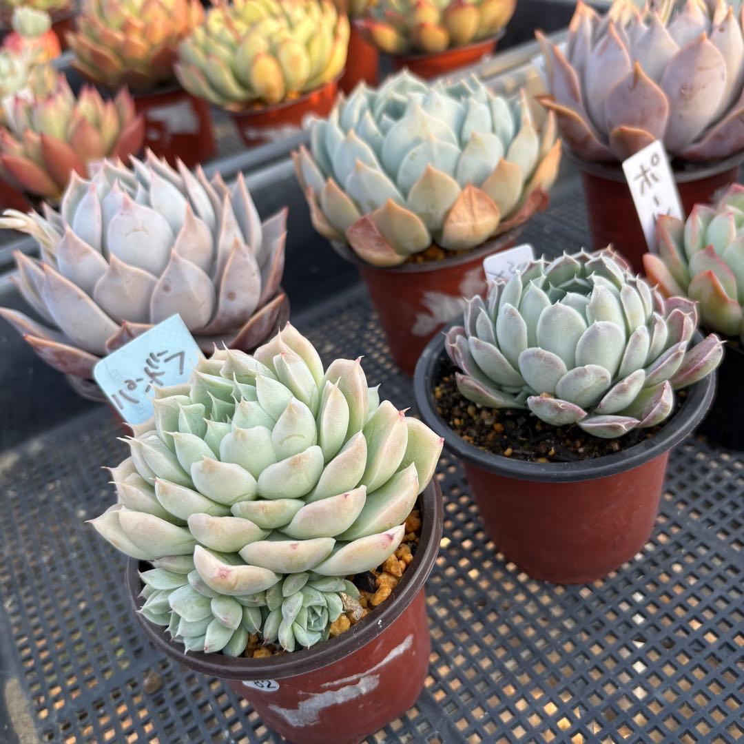 エケベリア 7種 白い子セット 抜き苗 多肉植物
