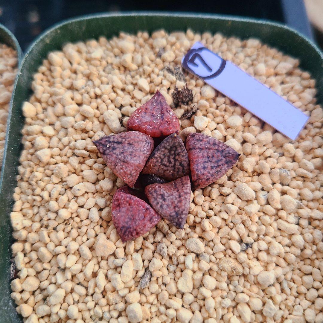 レッドブーツ 実生レッド系 確認用