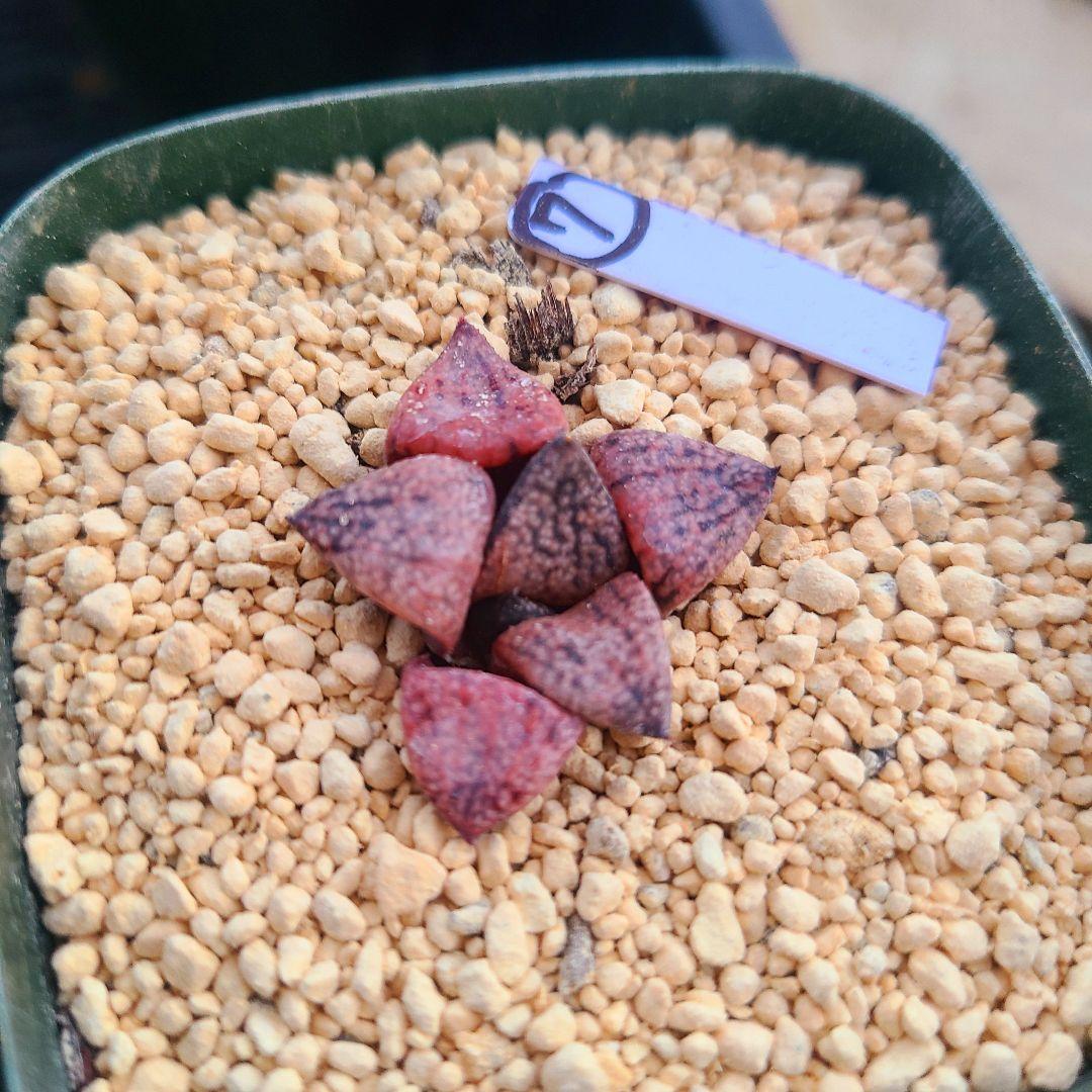 レッドブーツ 実生レッド系 確認用