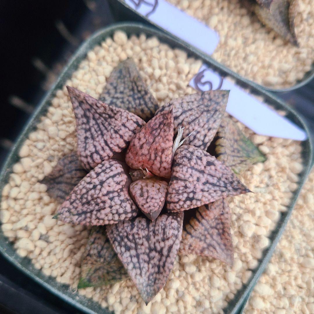 レッドブーツ 実生レッド系 確認用