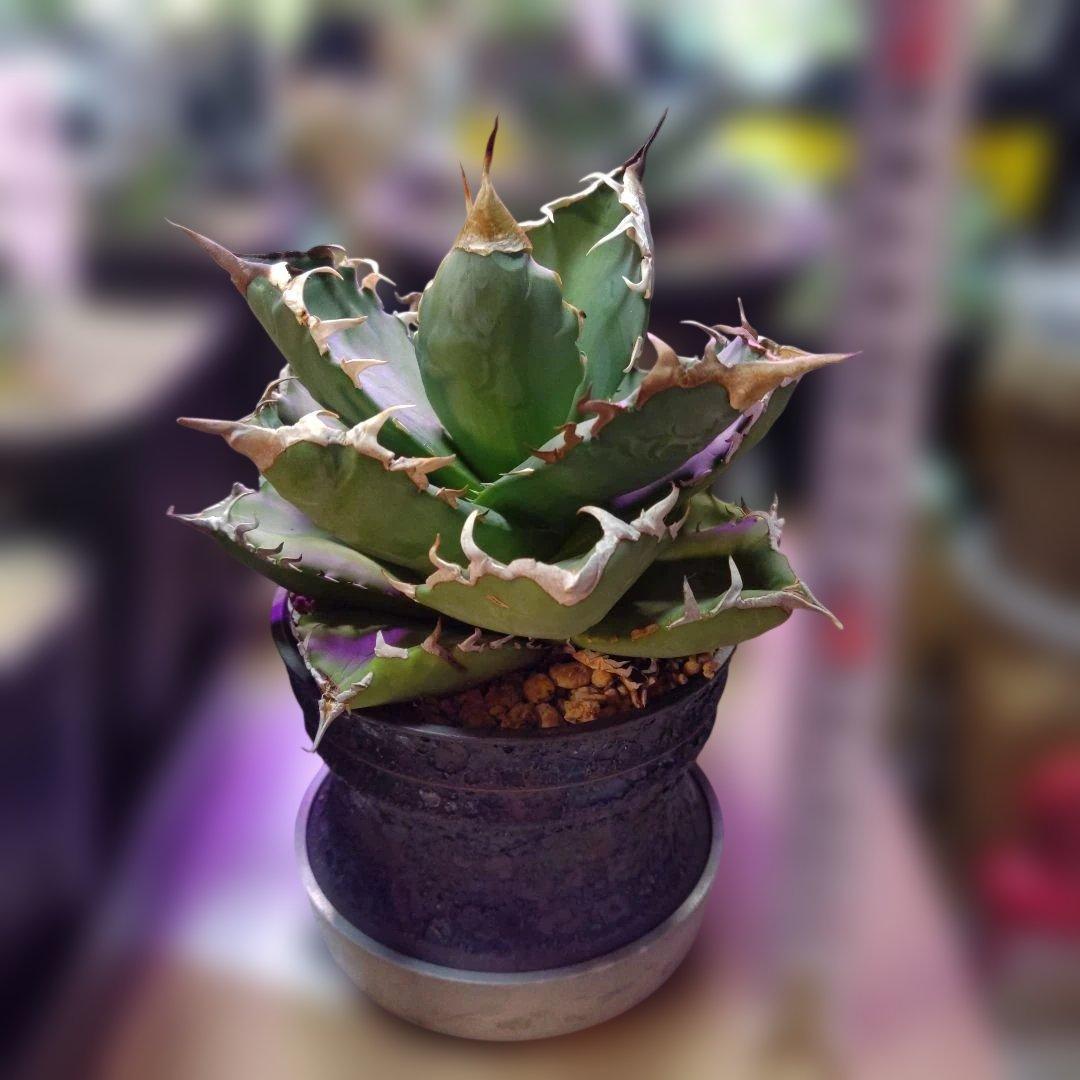 アガベ 　九尾狐①　鉢ごと匿名発送！