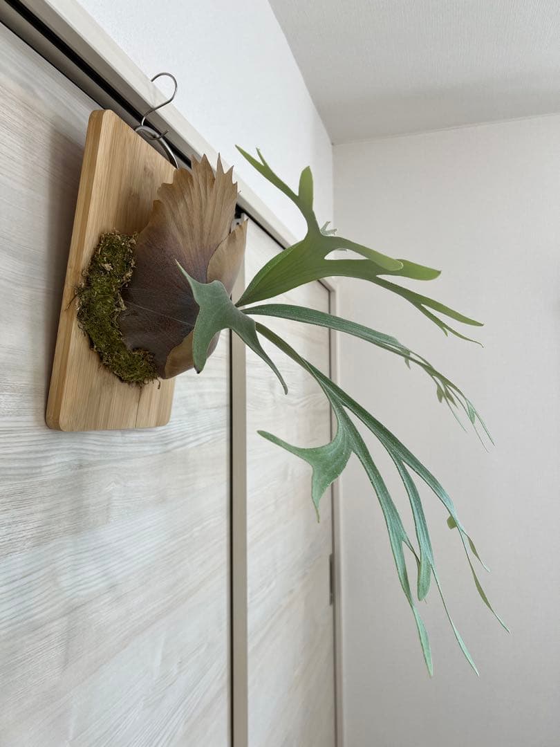 ビカクシダ　白ビフ（E-1）OC中株