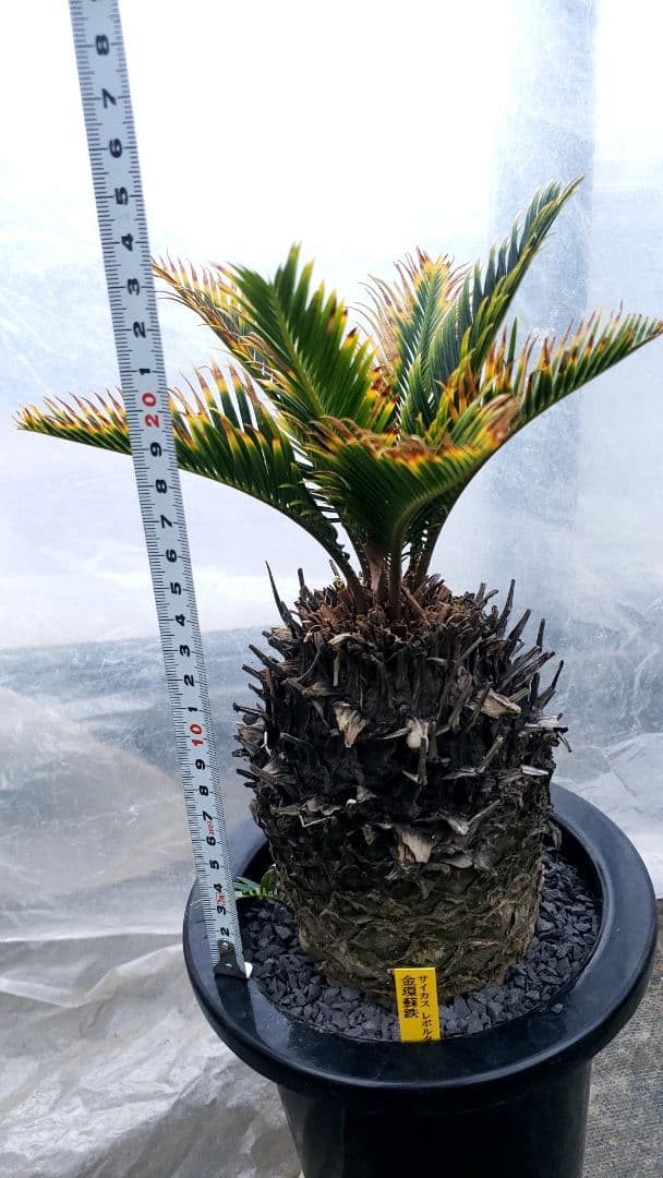 金環蘇鉄　サイカス　レボルタ