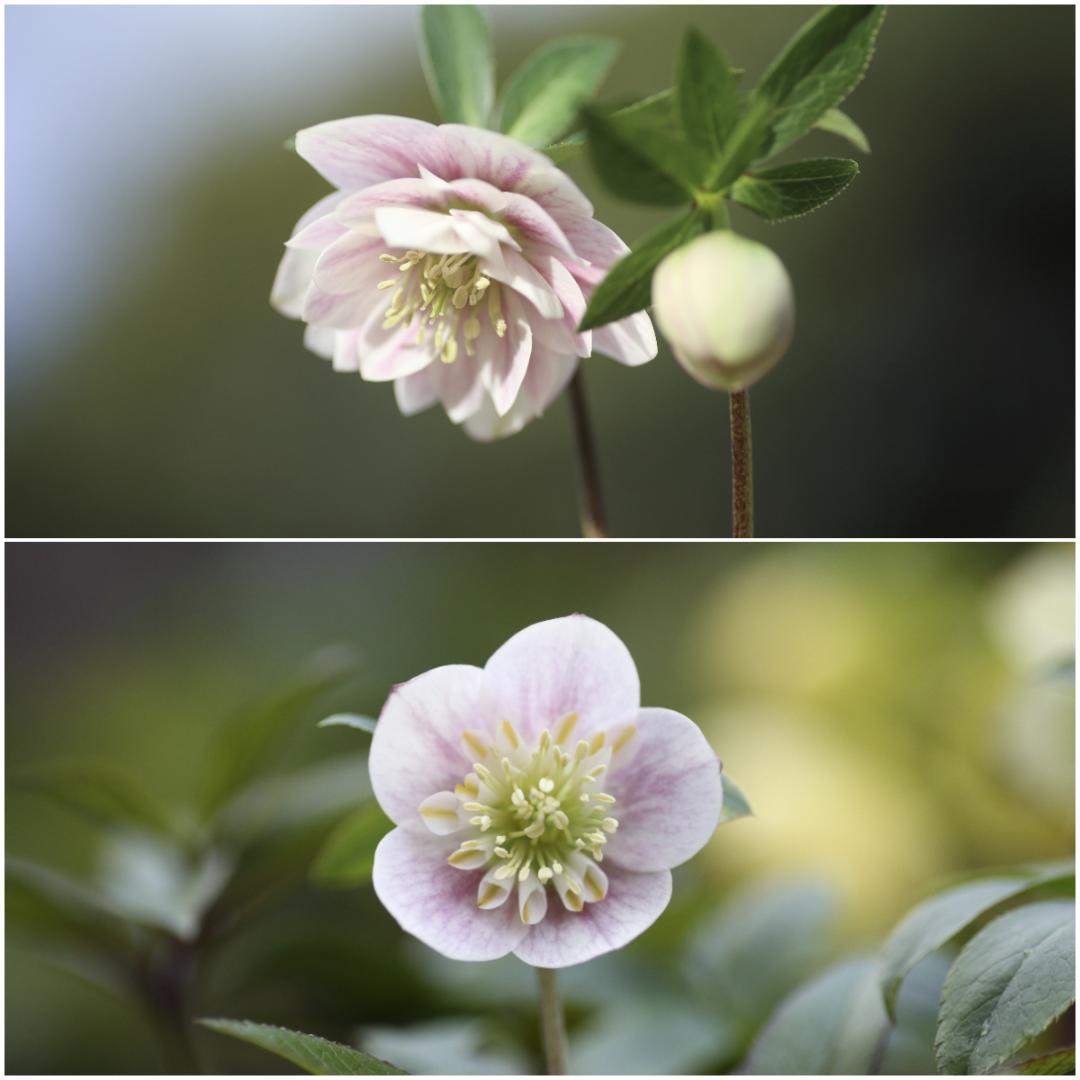 Y⭐︎M クリスマスローズ 苗 セット