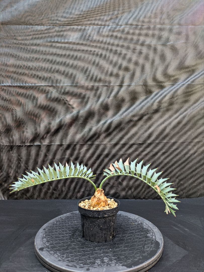 エンセファラルトス ホリダス /約5センチ球