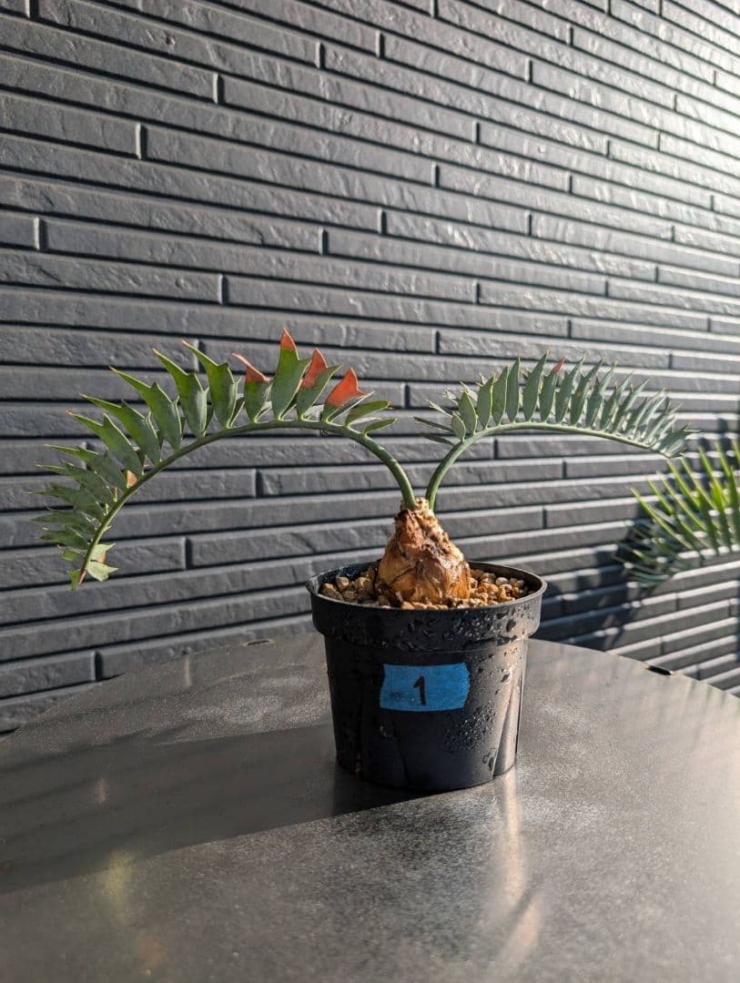 エンセファラルトス ホリダス /約5センチ球