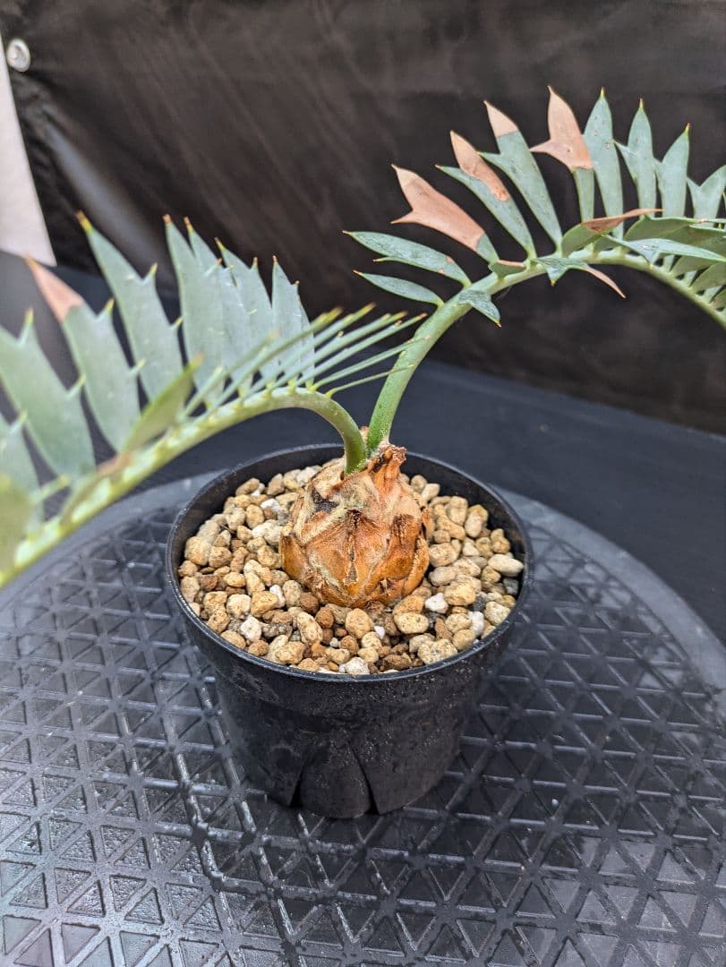 エンセファラルトス ホリダス /約5センチ球