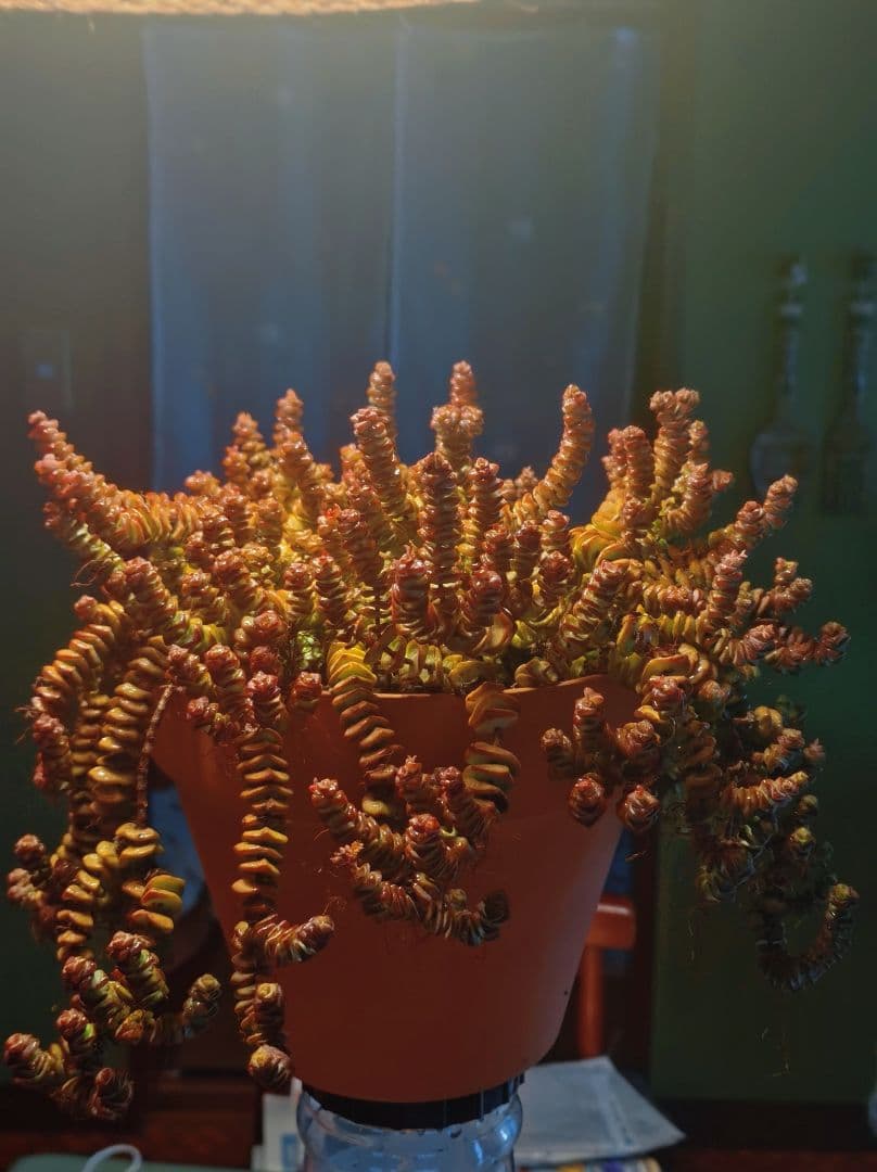 舞乙女 多肉植物 銭串 古株，大苗，大群生株 根付き発送 撮影12月14日