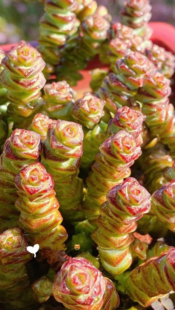 舞乙女 多肉植物 銭串 古株，大苗，大群生株 根付き発送 撮影12月14日