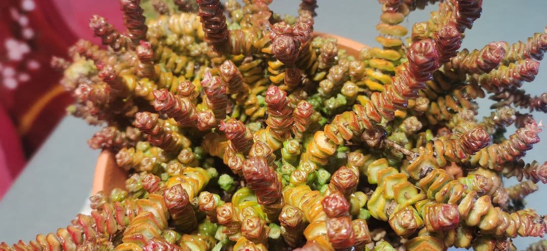 舞乙女 多肉植物 銭串 古株，大苗，大群生株 根付き発送 撮影12月14日