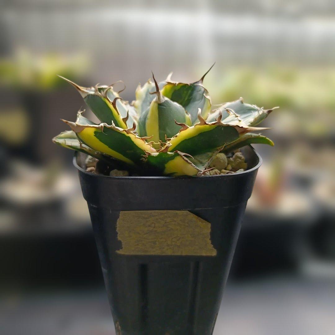 アガベ　チタノタ　白鯨　白鯨錦　縞斑