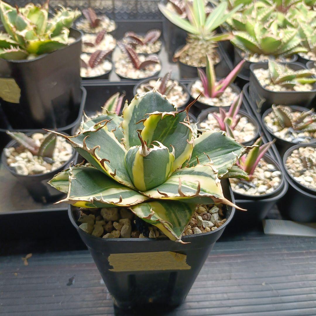 アガベ　チタノタ　白鯨　白鯨錦　縞斑