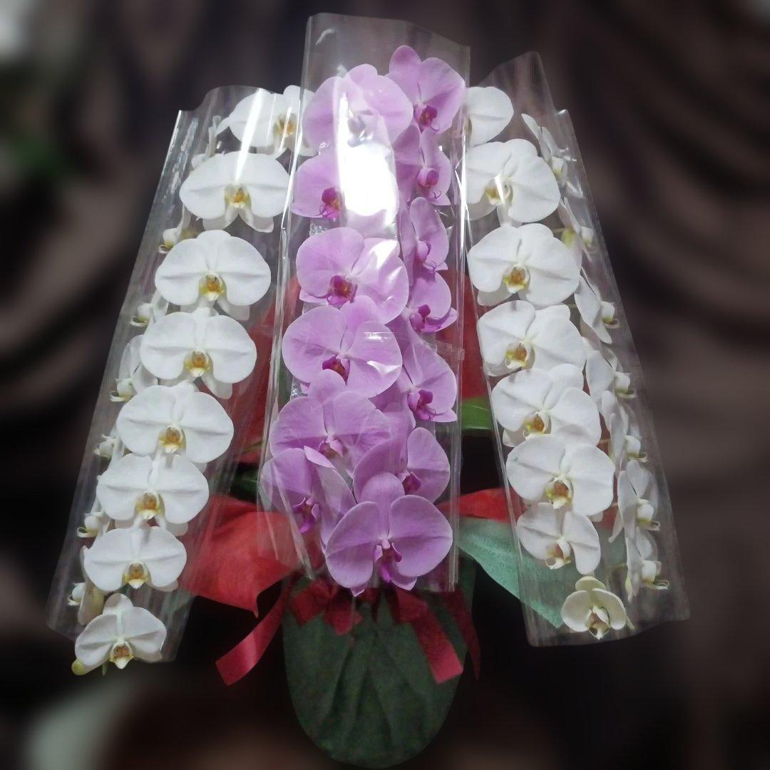 胡蝶蘭　生花　紅白