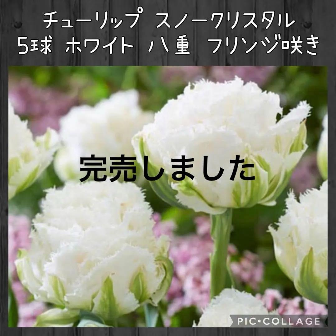 【球根】ホワイト スノー クリスタル　5球　希少　チューリップ　八重フリンジ咲き