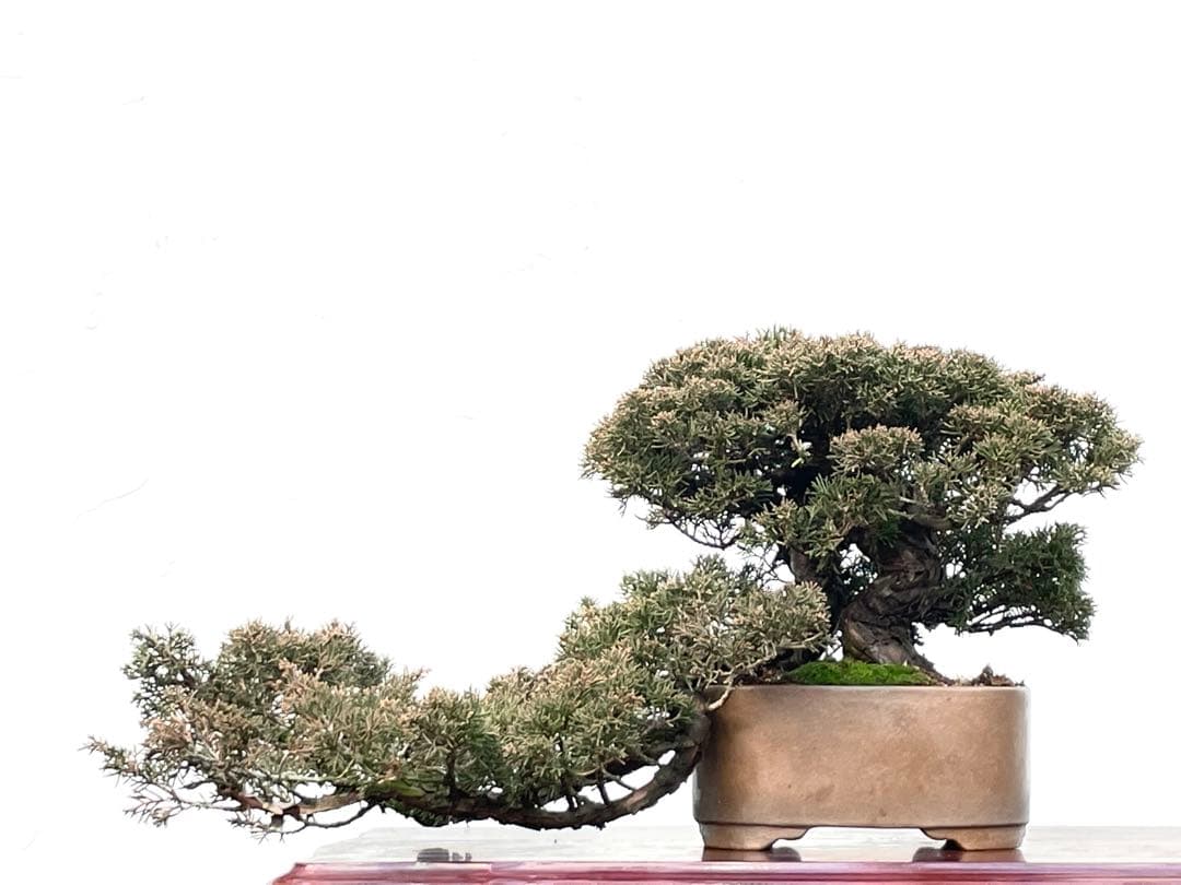 三河盆栽　真柏　盆栽