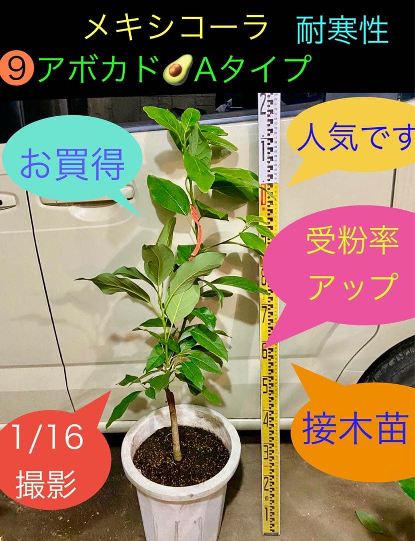 ❾メキシコーラ アボカド Aタイプ 苗木
