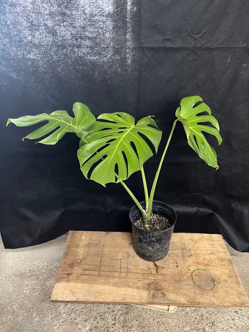 希少　斑入り　モンステラ　デリシオーサ　艶姿　白　ホワイト