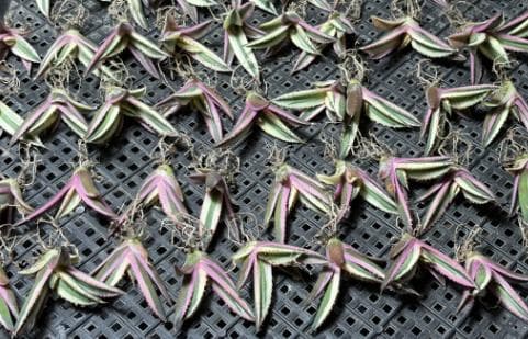 多肉植物 アガベ チタノタ　スナグルトゥース 優良血統 600株