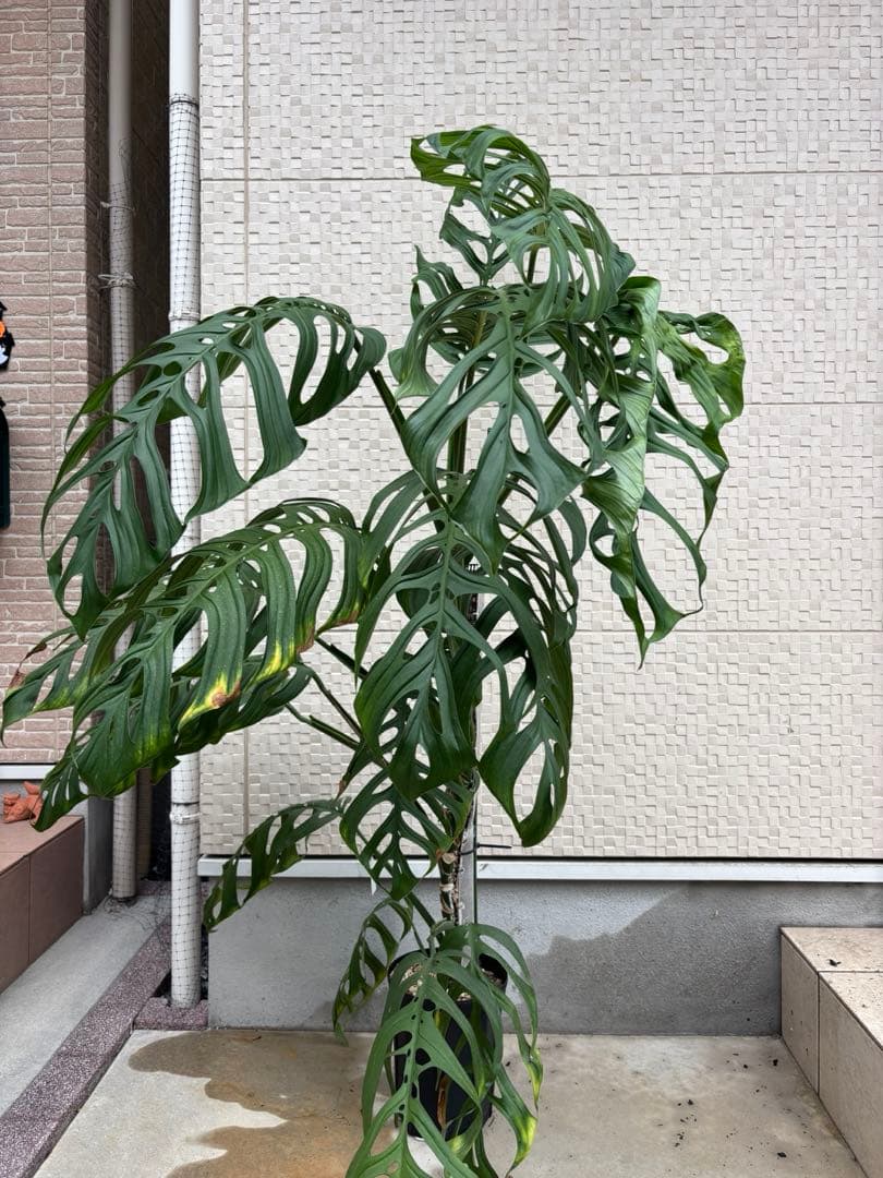 モンステラ　エスケレート