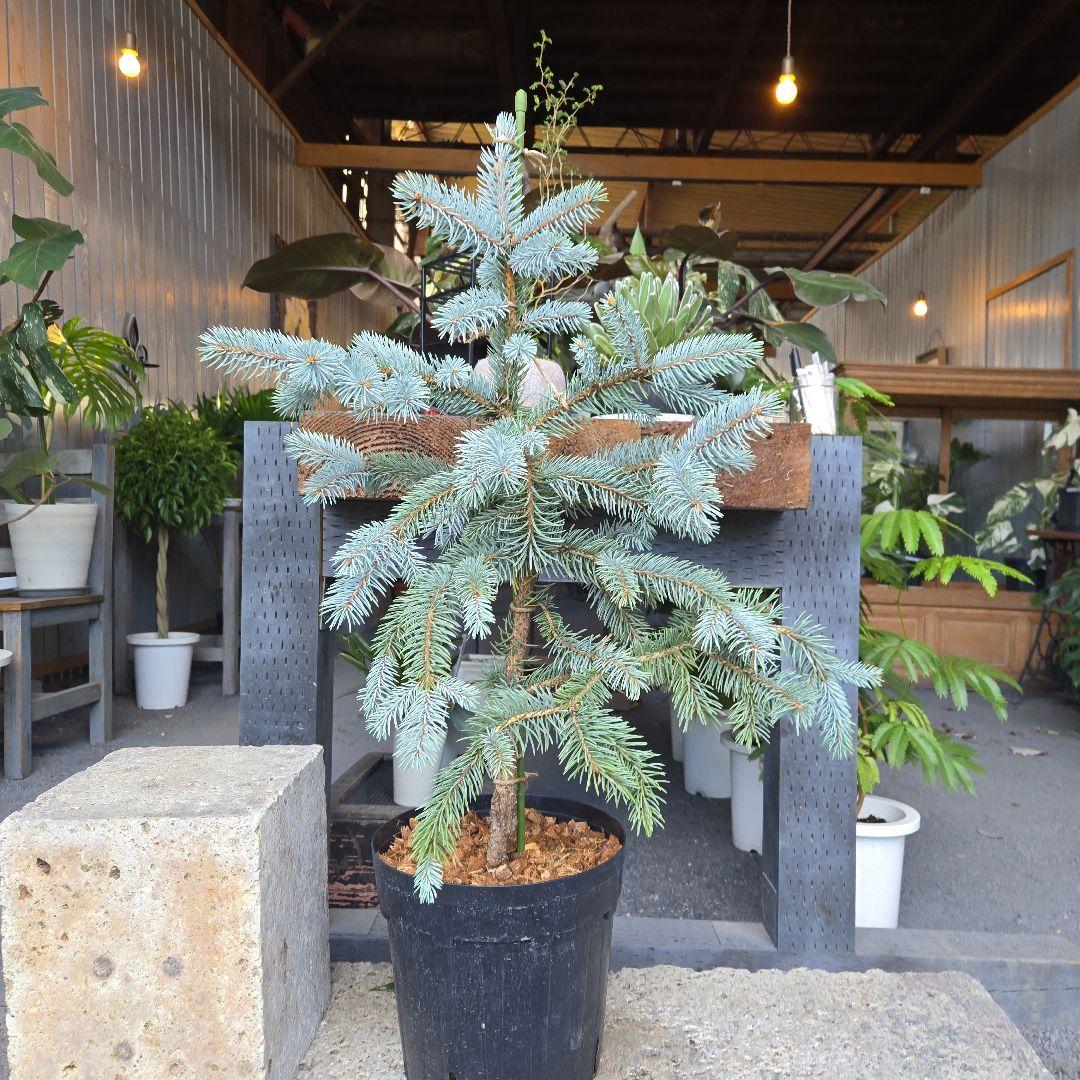 R⑱　ブンゲンス　トウヒ　ホプシー８号　最高等級極上品‼️