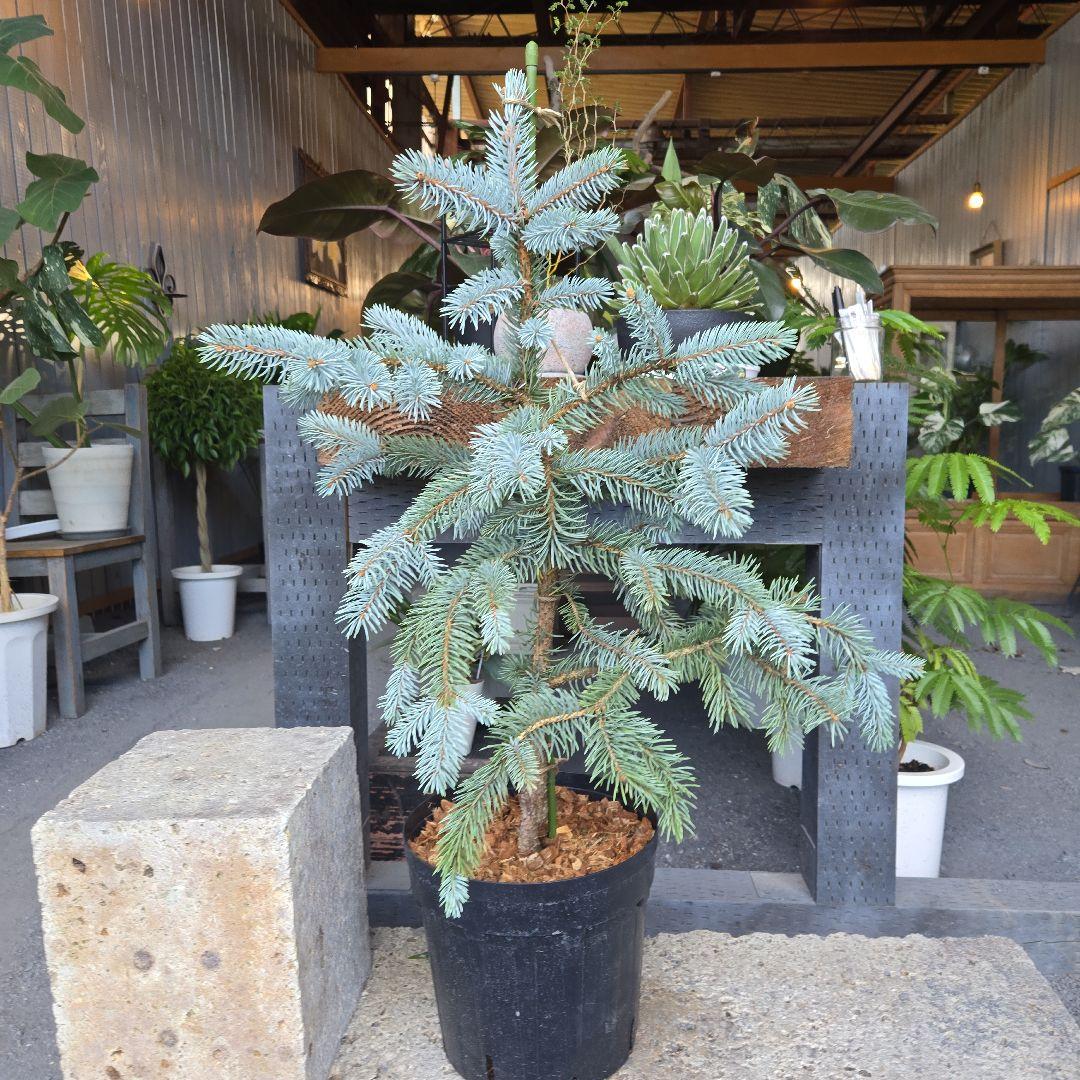 R⑱　ブンゲンス　トウヒ　ホプシー８号　最高等級極上品‼️