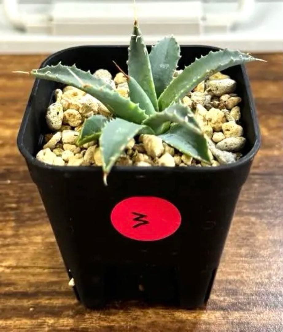 アガベ ユタエンシス　Agave utahensis