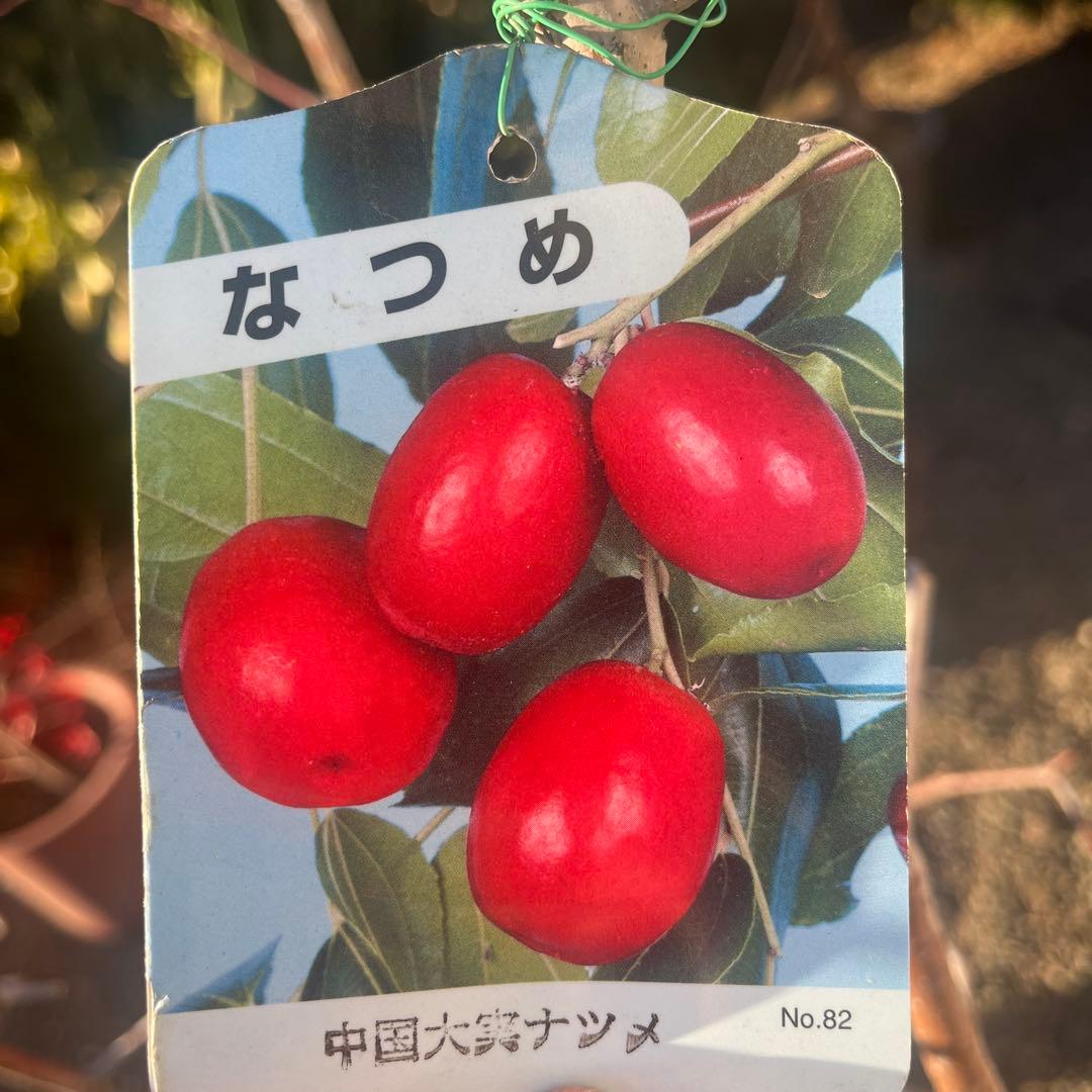 ナツメの苗木 赤い果実　1株