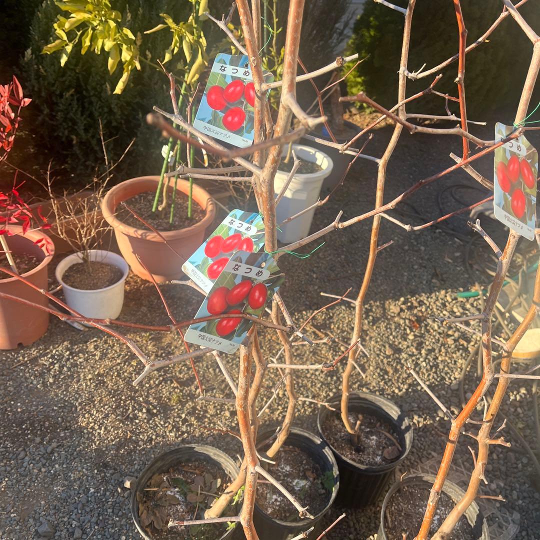 ナツメの苗木 赤い果実　1株