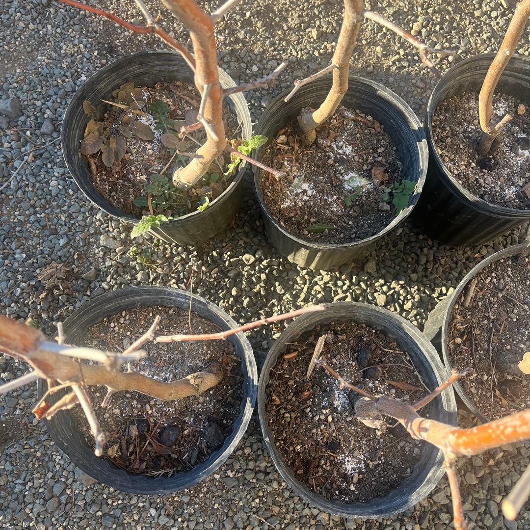 ナツメの苗木 赤い果実　1株