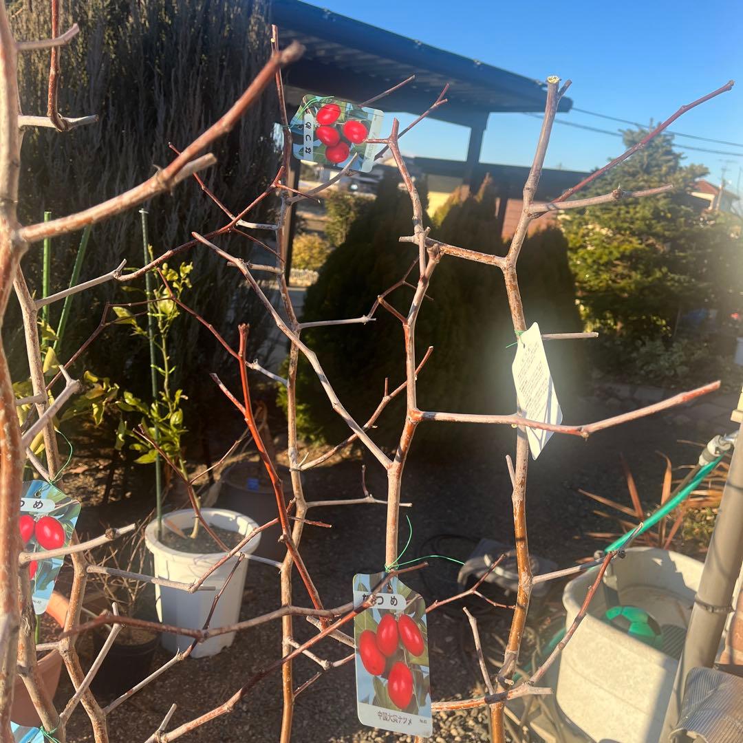 ナツメの苗木 赤い果実　1株