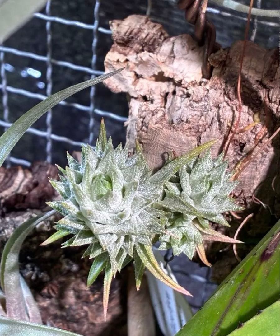 Tsht様同梱専用T. ionantha var. vanhyningii Mi