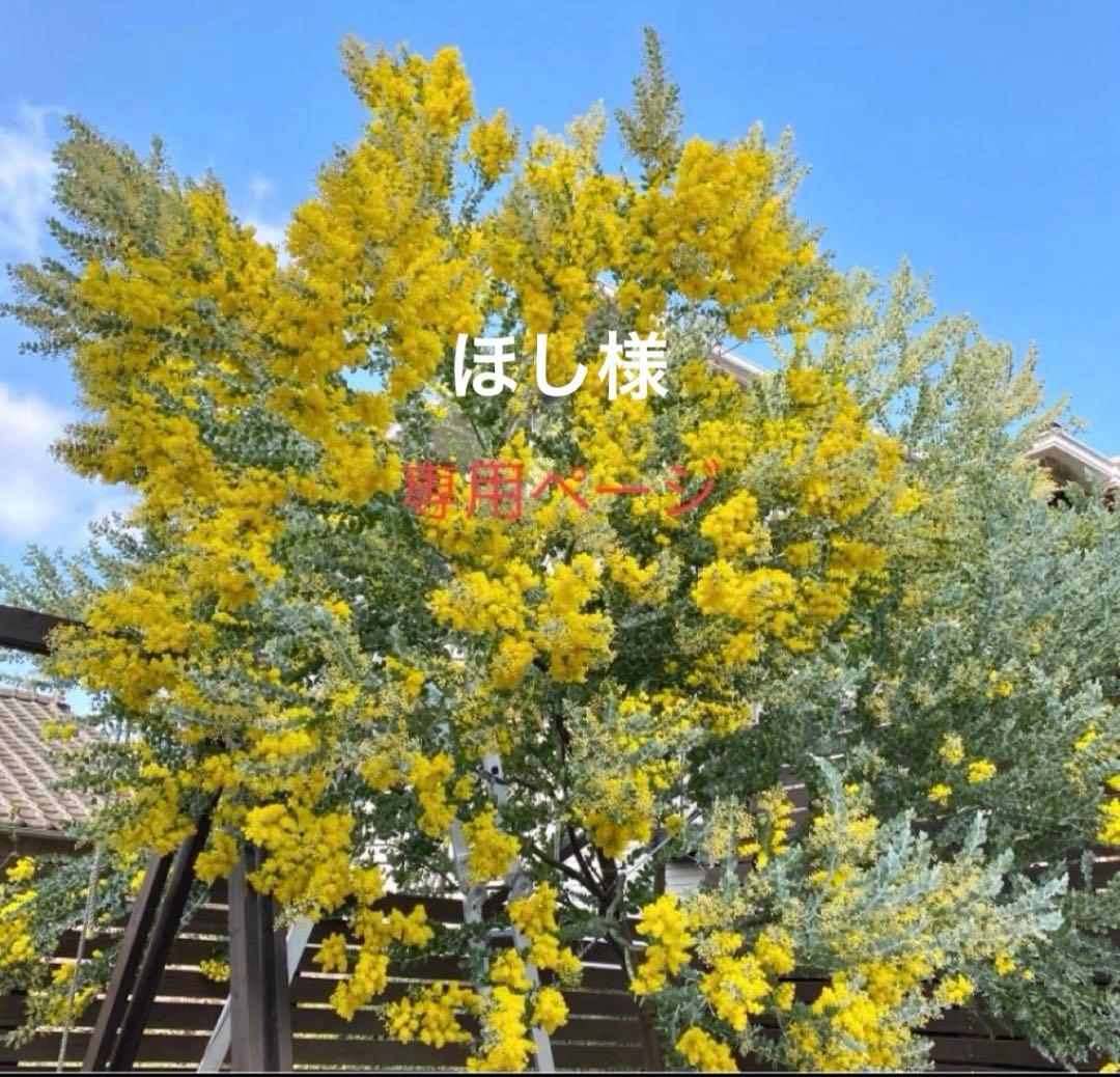 ほしページ　パールアカシア