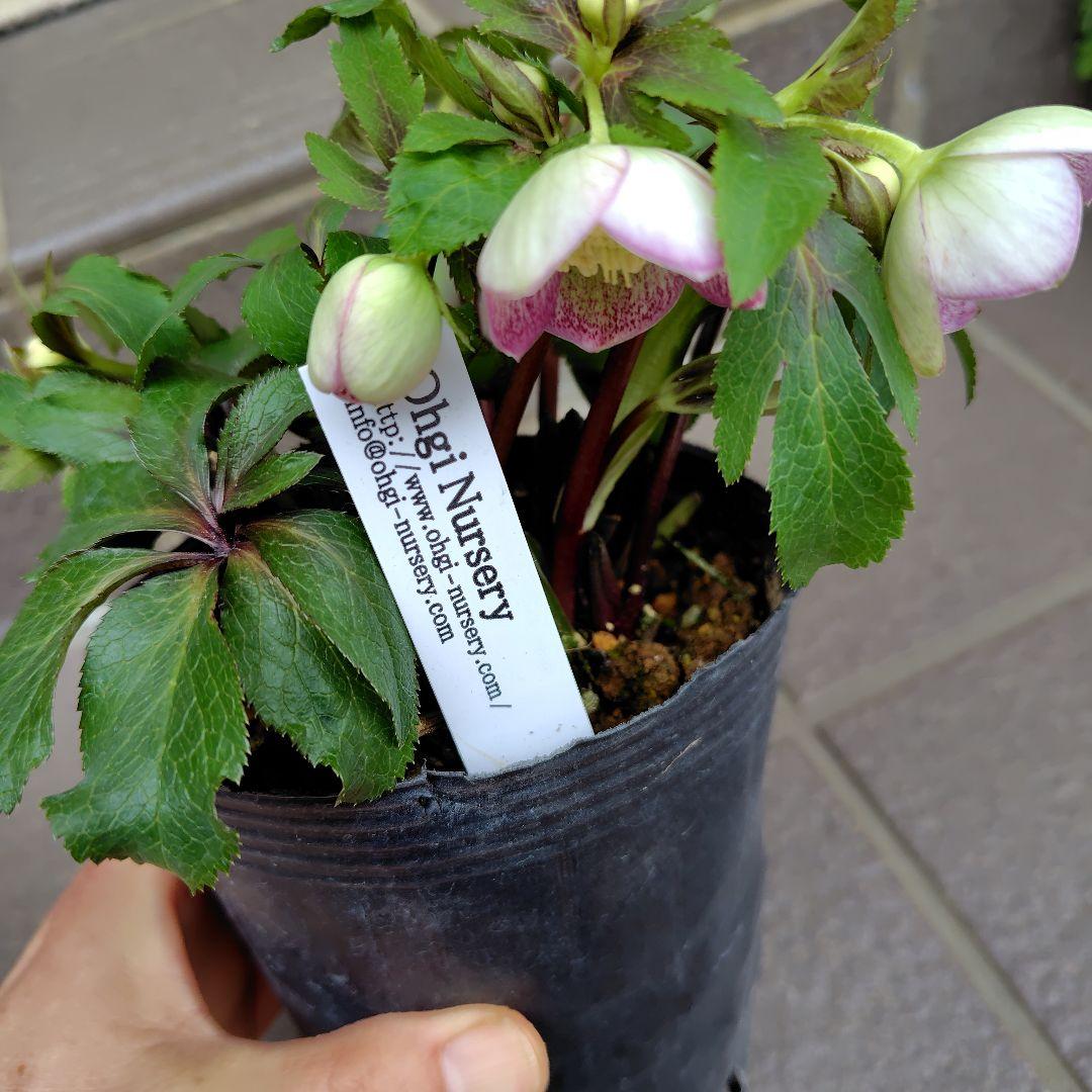 大木ナーサリー クリスマスローズ オキシ系バイカラー SS