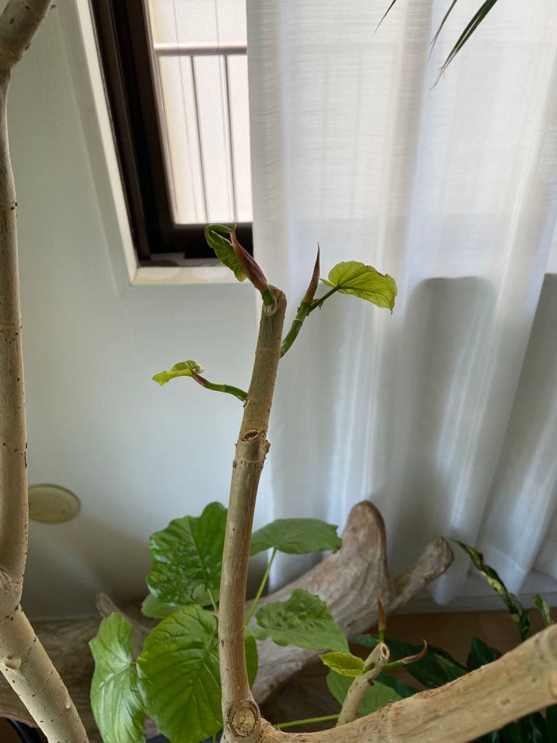 【引き取り優先・配達要相談】フィカス・ウンベラータ　特大　高さ：約200cm