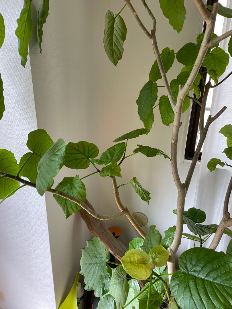 【引き取り優先・配達要相談】フィカス・ウンベラータ　特大　高さ：約200cm