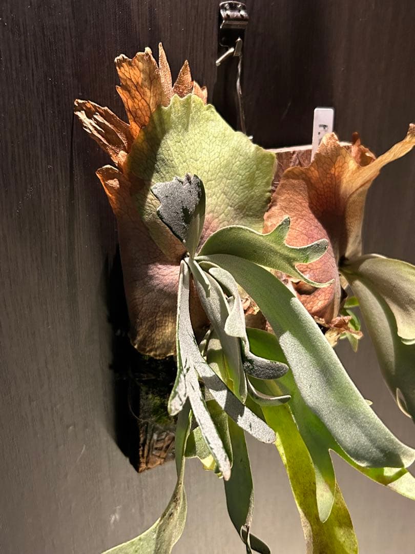 p.willinckii DTST 2株　ウィリンキー　DTST