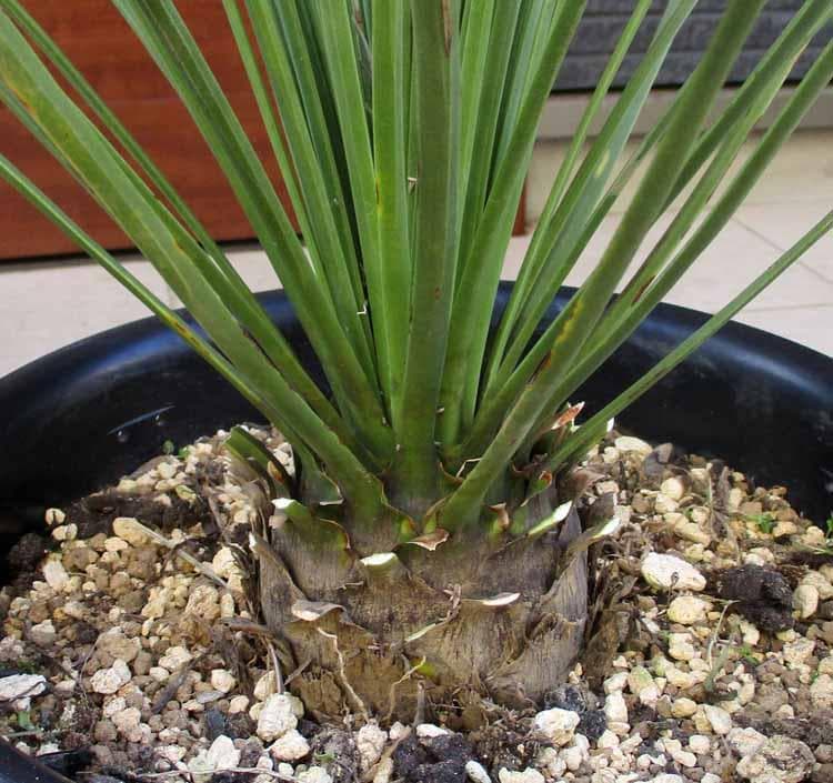 【現品】ダシリリオン・ロンギシマム　9号　F34番