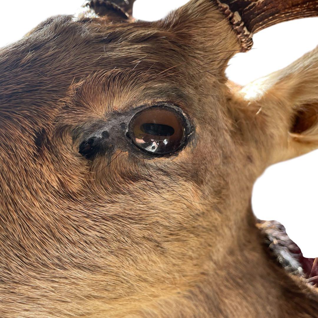 【本物】鹿の剥製　インテリア 壁掛　ハンティングトロフィー　エゾシカ （1）