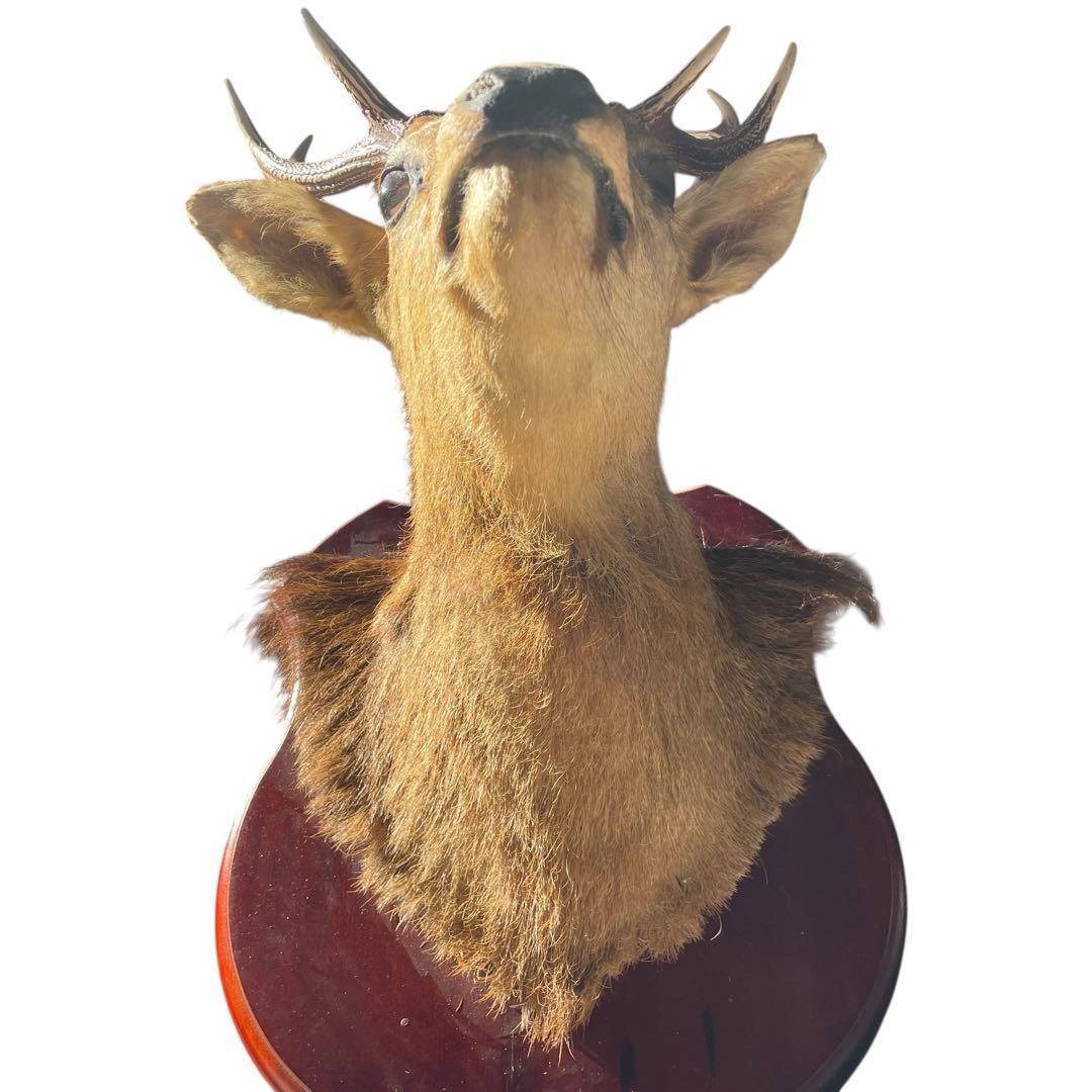【本物】鹿の剥製　インテリア 壁掛　ハンティングトロフィー　エゾシカ （1）