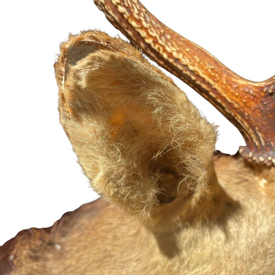 【本物】鹿の剥製　インテリア 壁掛　ハンティングトロフィー　エゾシカ （1）