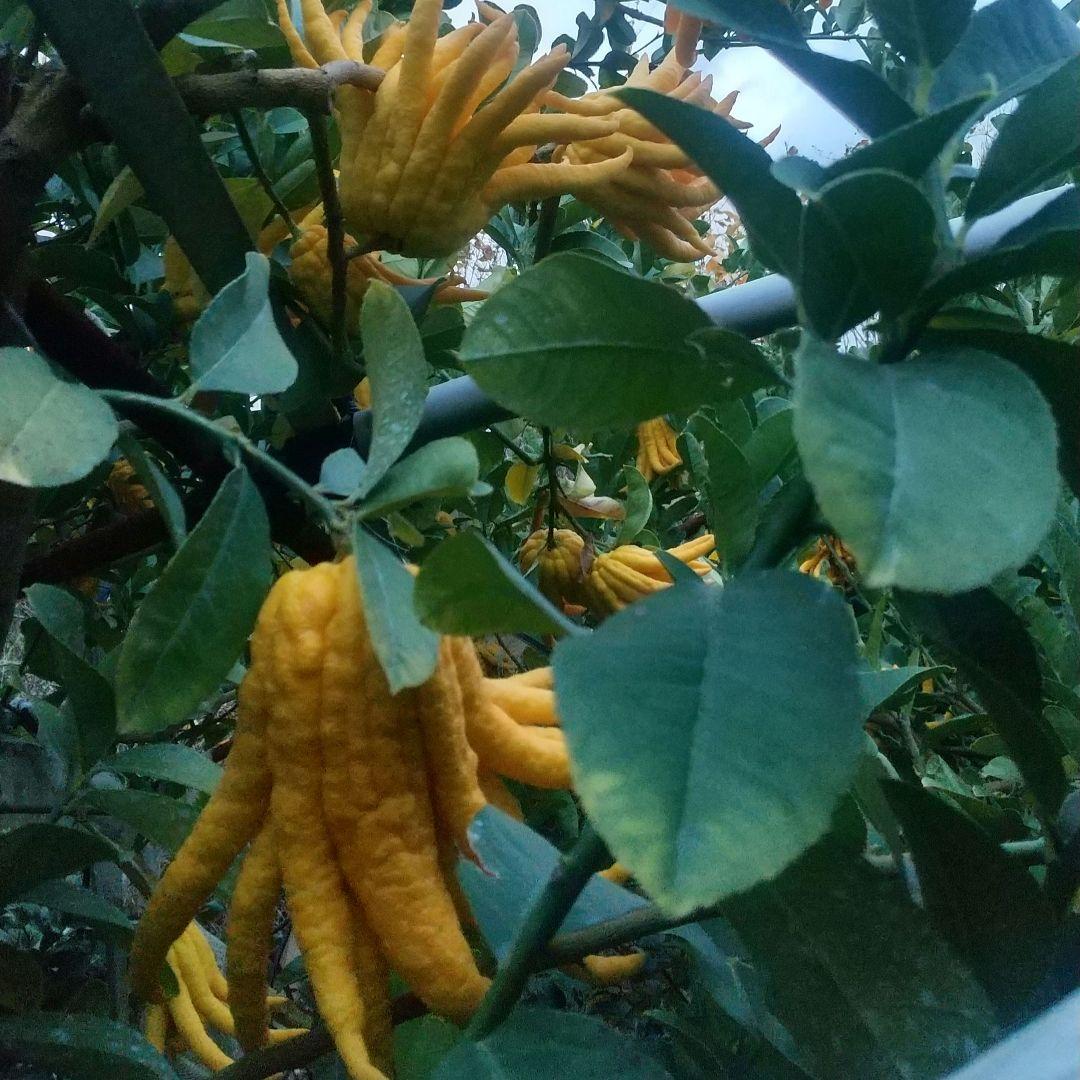 沙織です ☀縁起物飾り仏手柑最終特価 大、中、小 、極小 お任せセット