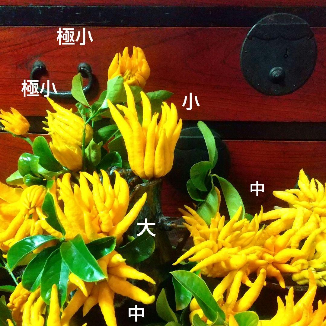 沙織です ☀縁起物飾り仏手柑最終特価 大、中、小 、極小 お任せセット